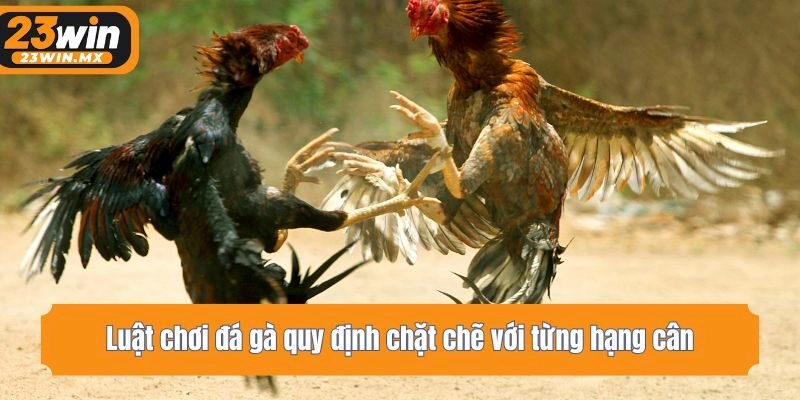Luật chơi đá gà quy định chặt chẽ với từng hạng cân