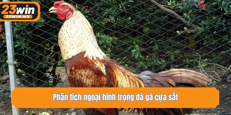 Phân tích ngoại hình trong đá gà cựa sắt